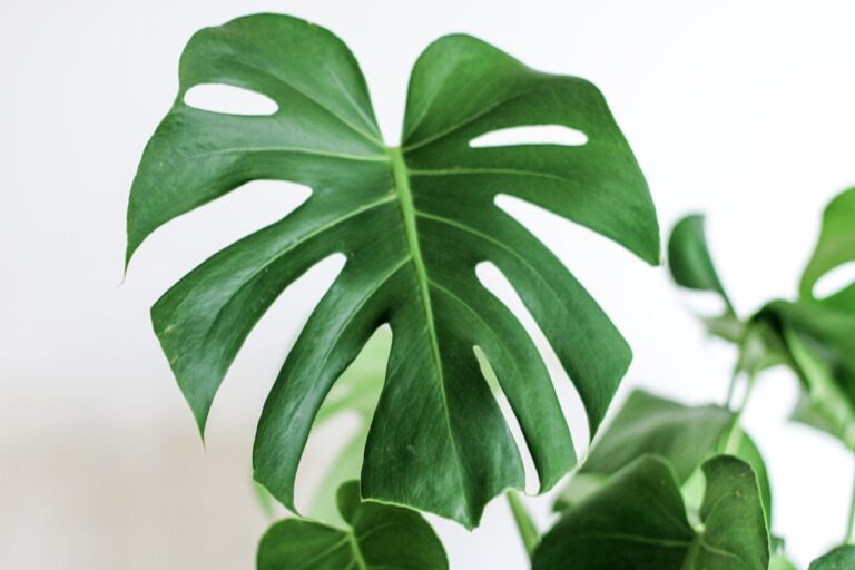Discover the Calathea Lancifolia: A Stunning Addition to Your Indoor Plant Collection